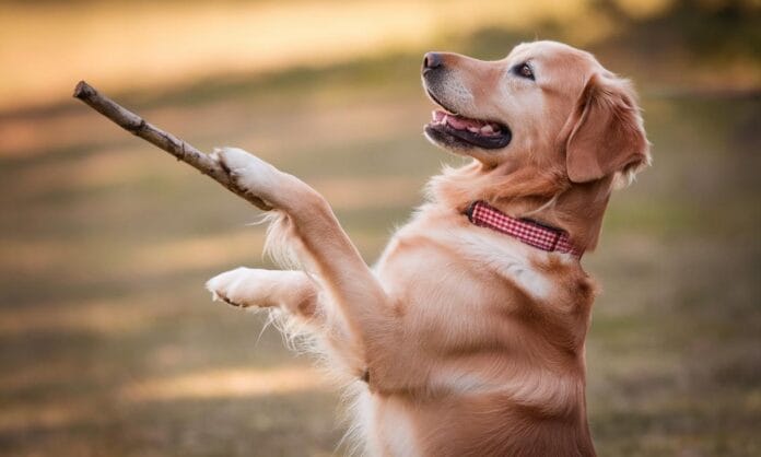 jak-nauczyc-psa-sztuczki-popros-przewodnik-dla-opiekunow-dog