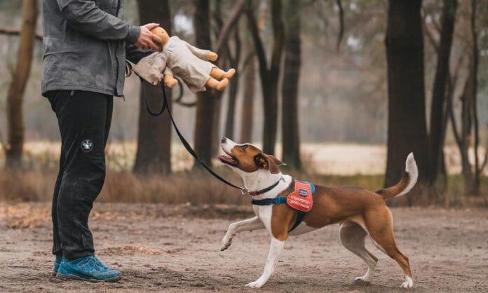 jak-skutecznie-nauczyc-psa-ze-czegos-nie-wolno-praktyczne-ws