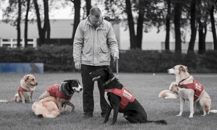 jak-skutecznie-nauczyc-swojego-psa-reagowac-na-imie-dog-trai