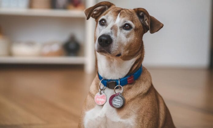 jak-stworzyc-idealna-adresowke-dla-psa-co-napisac-aby-zapewn