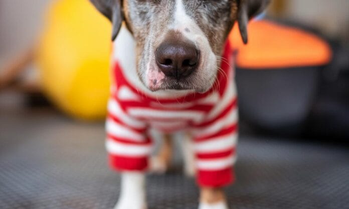 nosework-jak-rozpoczac-fascynujaca-przygode-z-wechowym-sport