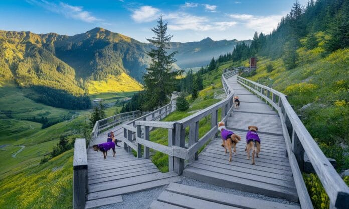 zakopane-z-psem-odkryj-najpiekniejsze-trasy-dla-ciebie-i-two