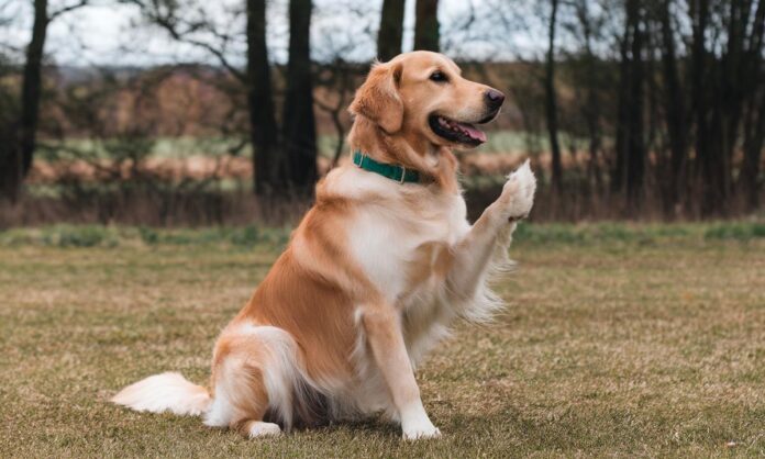 jak-nauczyc-psa-sztuczki-obrot-krok-po-kroku-do-sukcesu-dog-