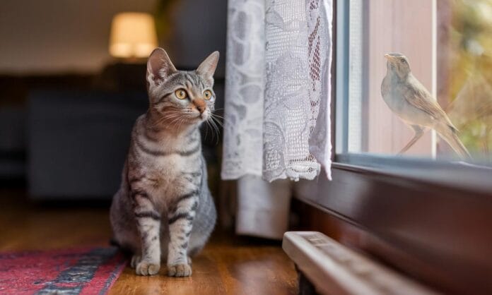 kocia-mowa-odkrywamy-tajemnice-miauczenia-twojego-kota-cat-c